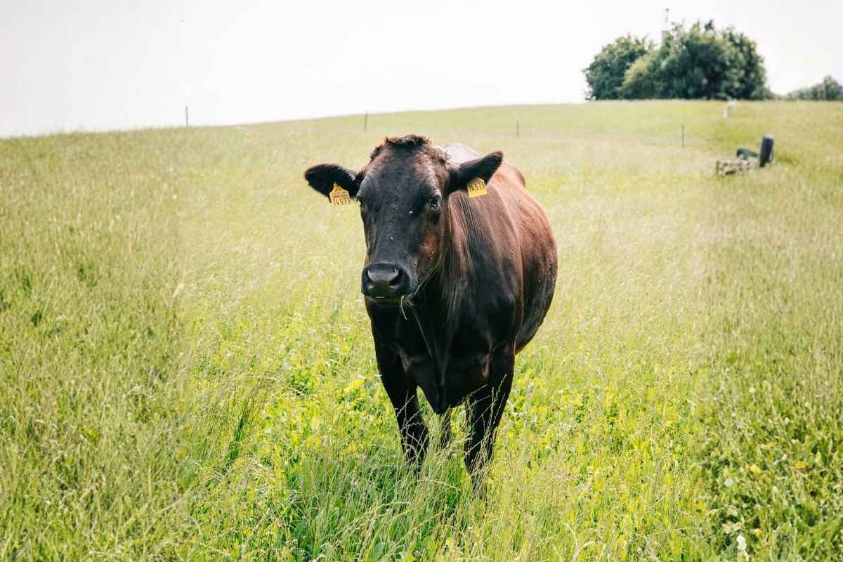 Fütterung und Haltung von Wagyu Rindern