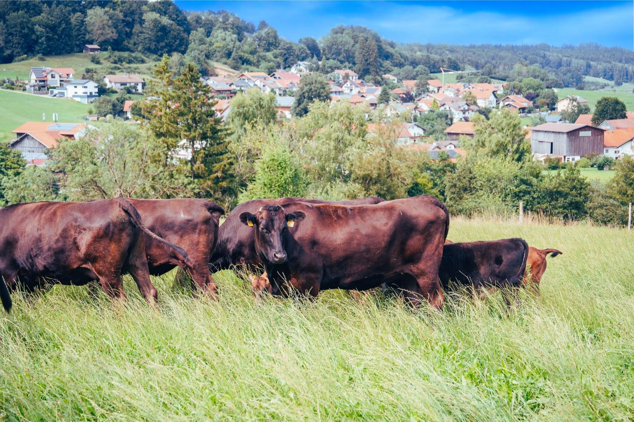 Allgäu Alpenvorland