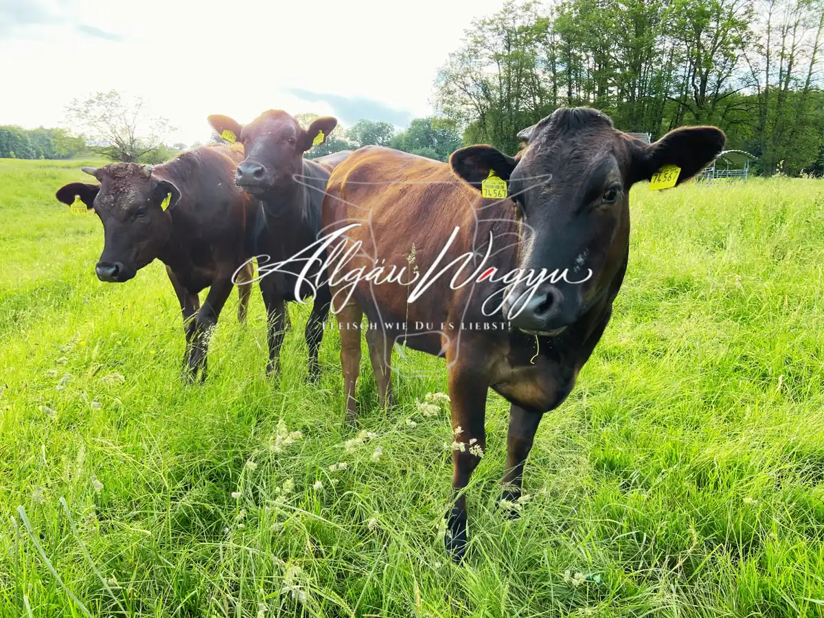 Allgäu Wagyu Eigenbetrieb in Eggenthal