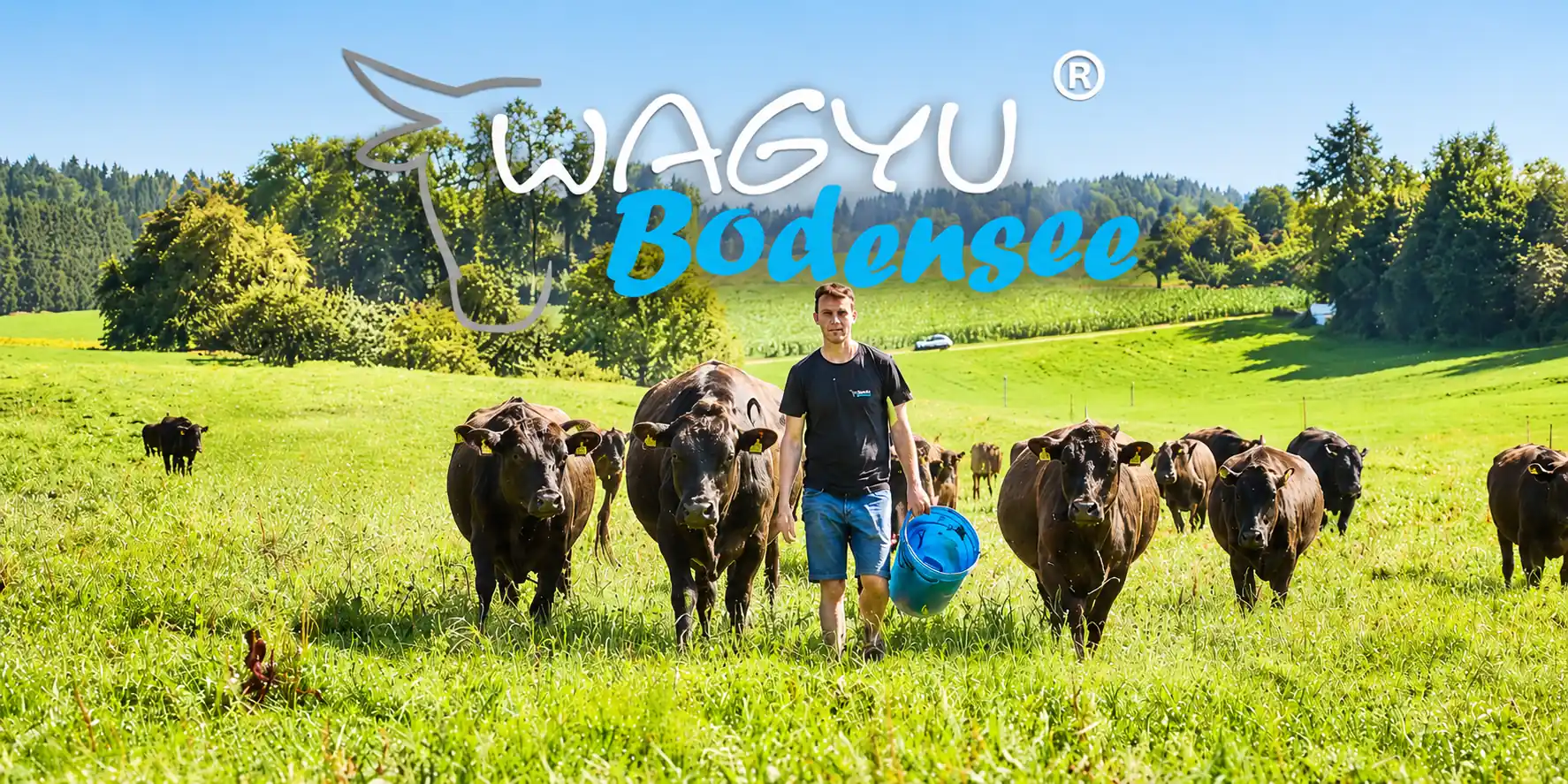 Bodensee Wagyu – ausgewählter Partnerhof von Allgäu Wagyu