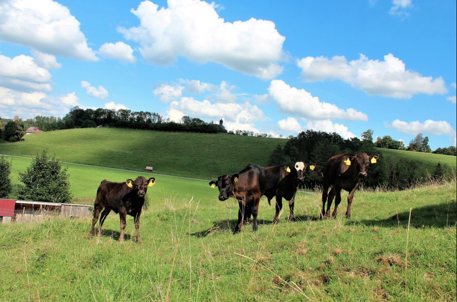 Wagyu Rinder auf der Weide