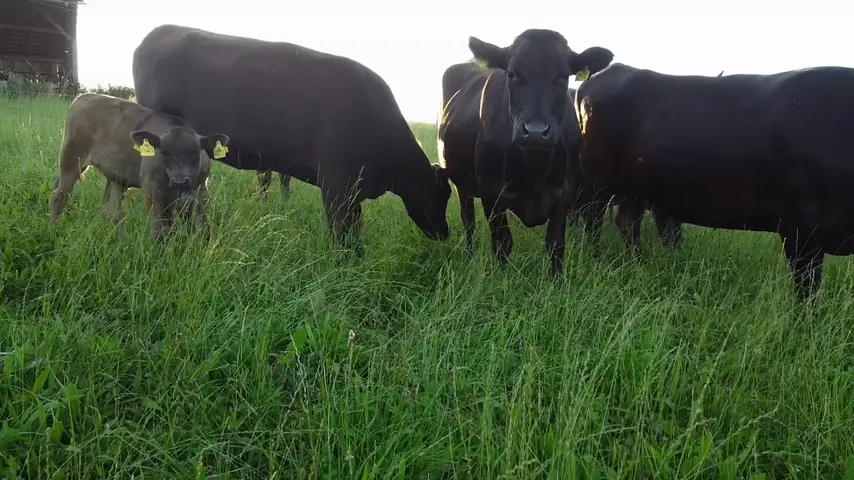 Unsere Wagyu-Rinder auf der Weide im Allgäu